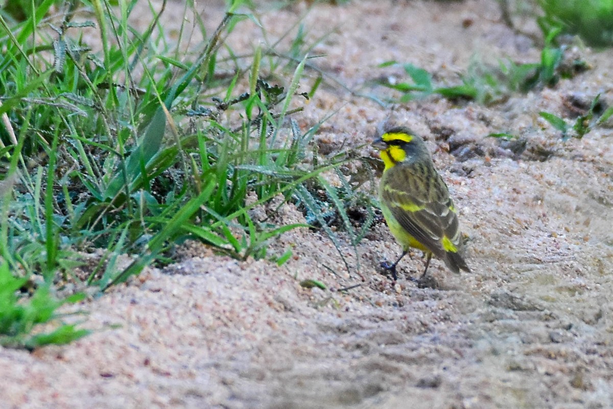 Yellow-fronted Canary - ML613263348