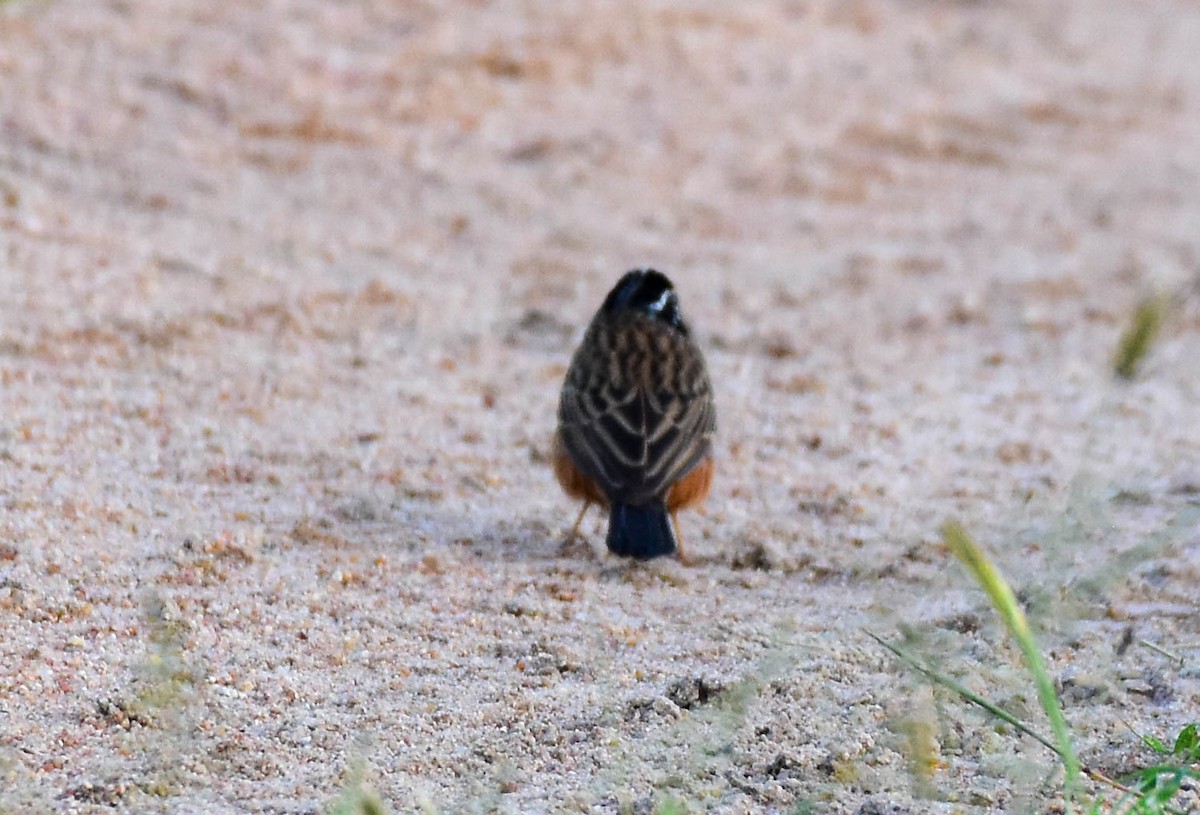 Cinnamon-breasted Bunting - ML613263349