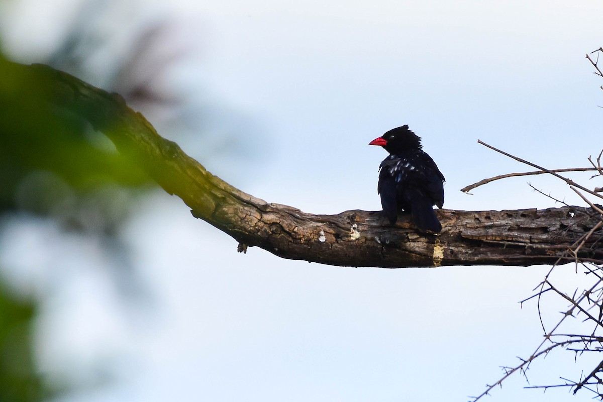 Red-billed Buffalo-Weaver - ML613263352