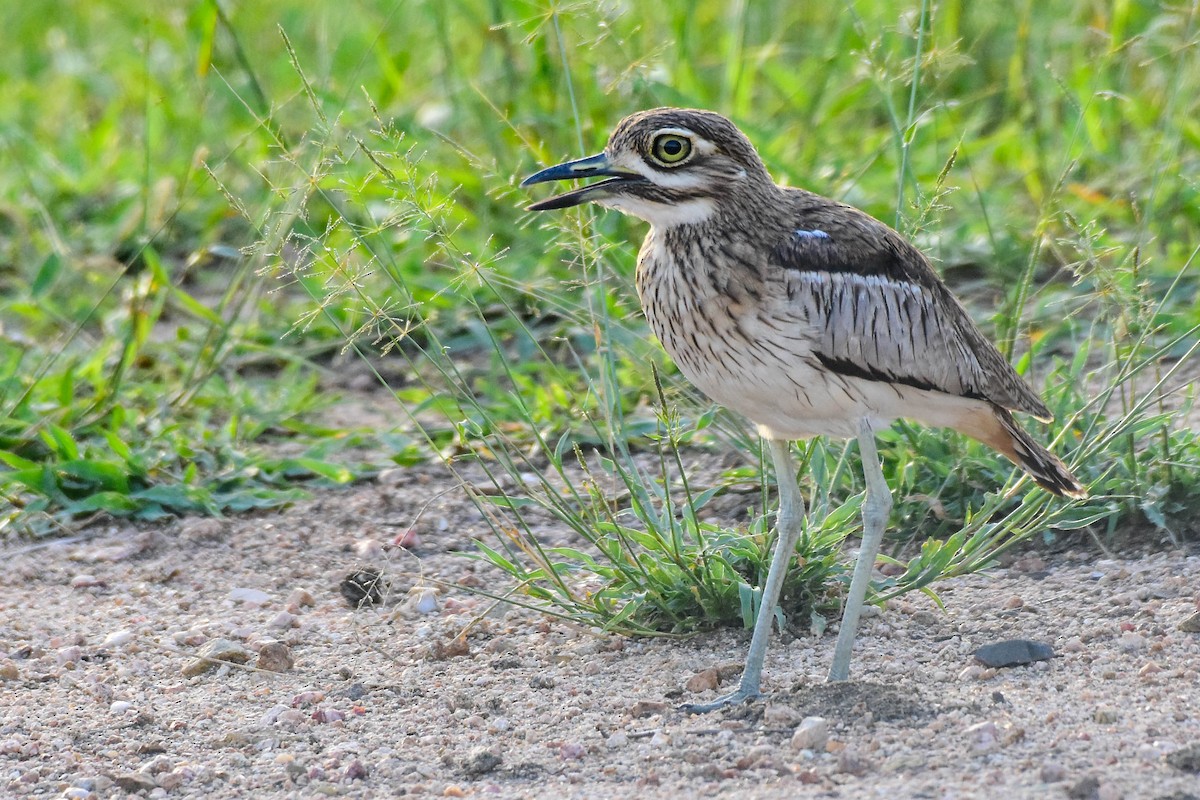 Water Thick-knee - ML613263359