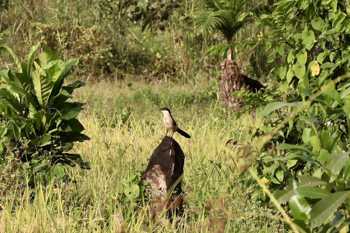 Senegal Coucal - ML613263364