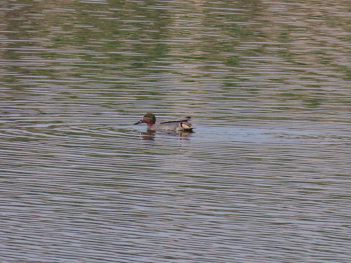 Green-winged Teal - Jerome Schwartz