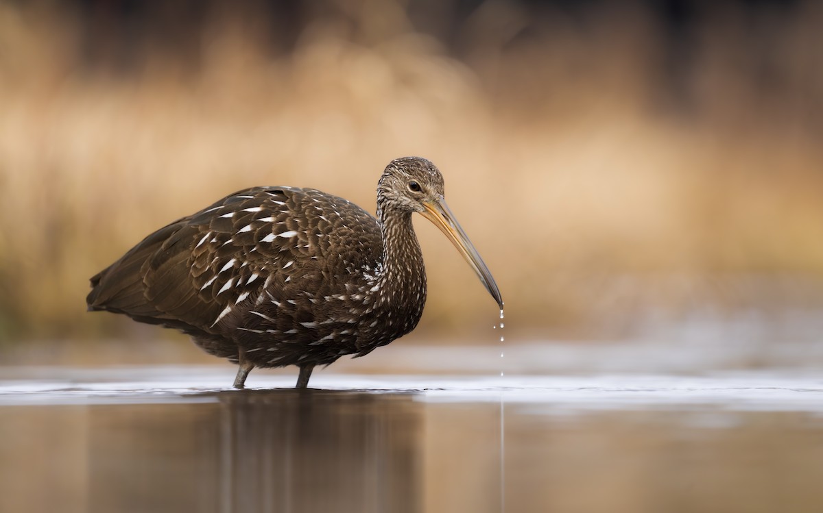 Limpkin - ML613263421