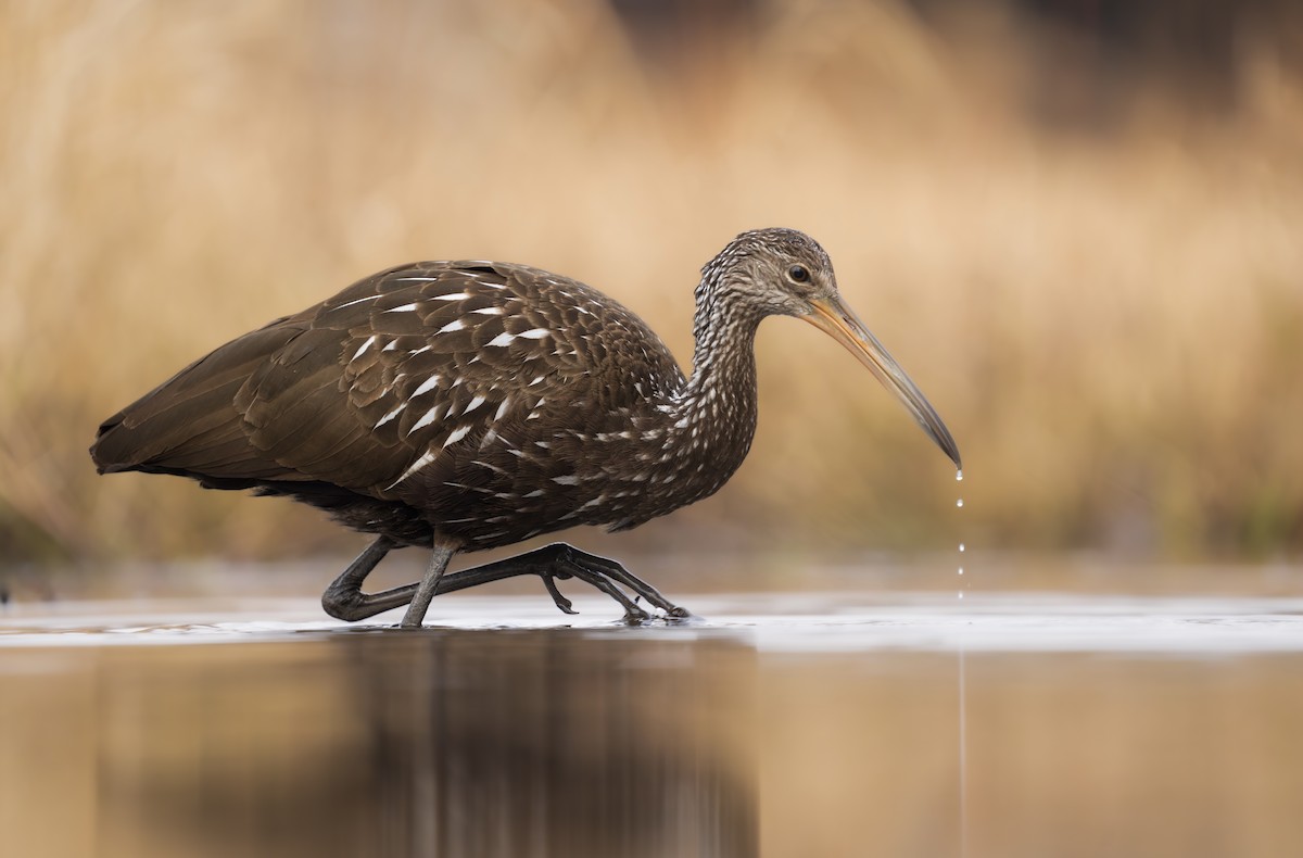 Limpkin - ML613263422