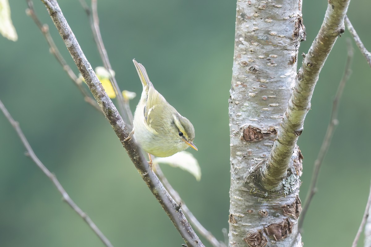 Davison's Leaf Warbler - Max Khoo