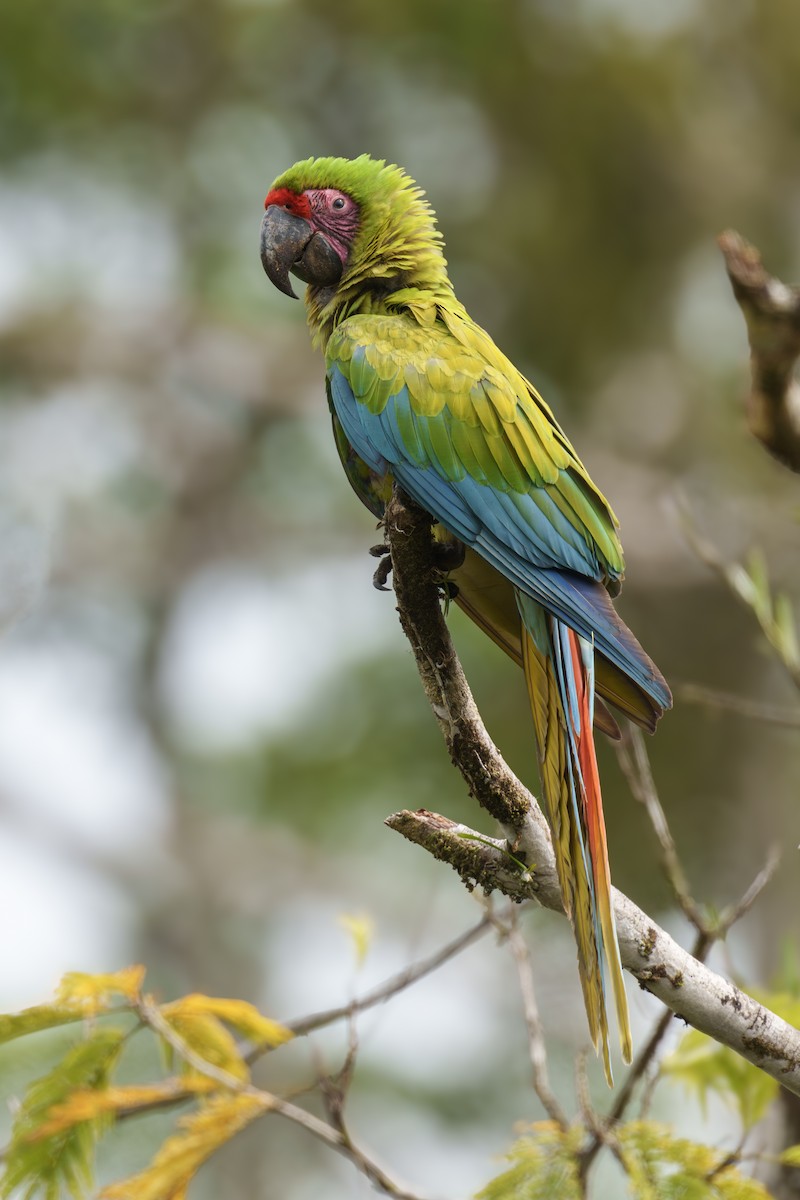 Great Green Macaw - ML613263494