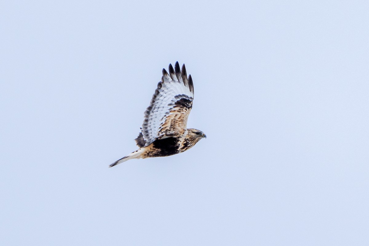 Rough-legged Hawk - ML613263513