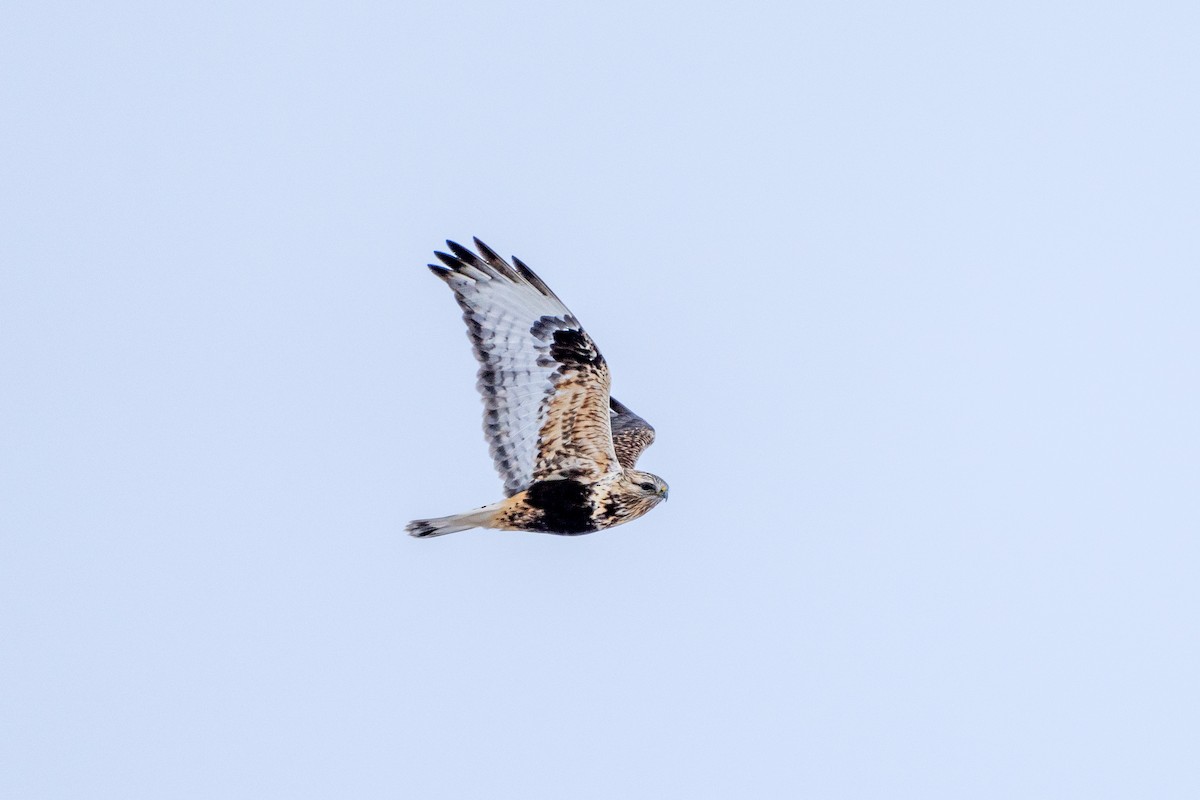 Rough-legged Hawk - ML613263514