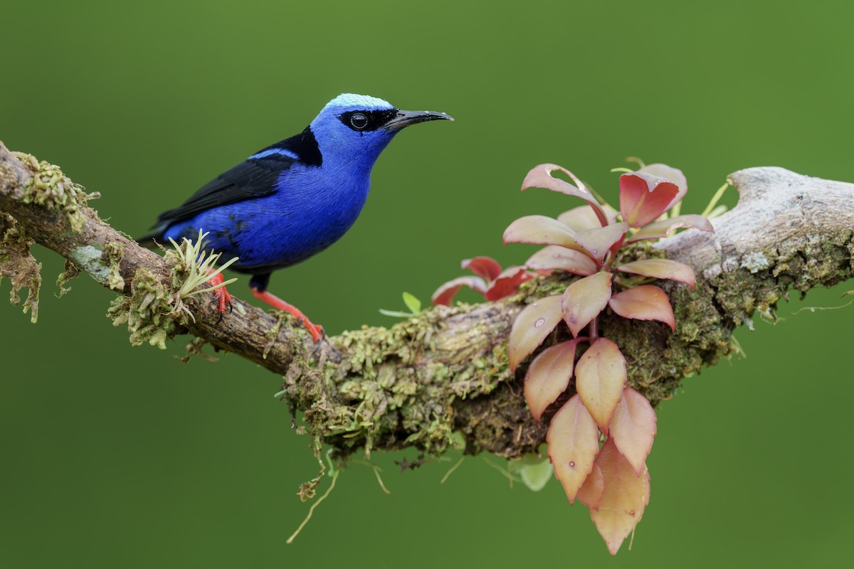 Red-legged Honeycreeper - Jeff Hapeman