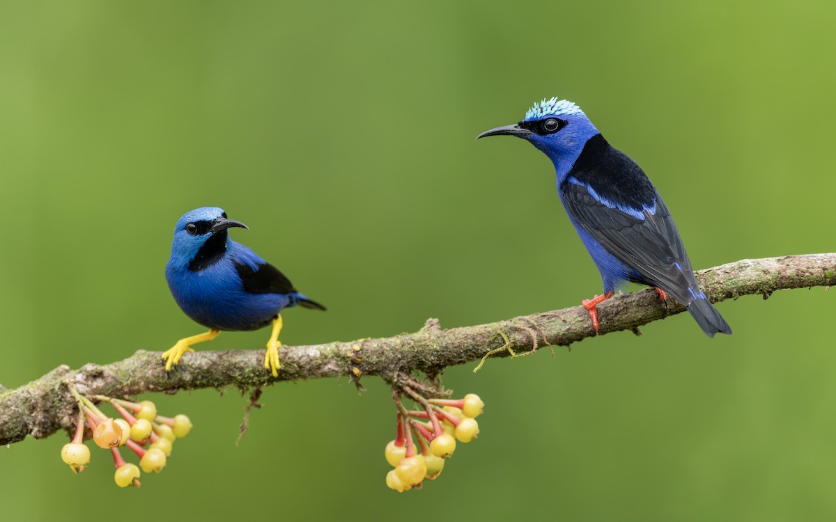 Red-legged Honeycreeper - ML613263544