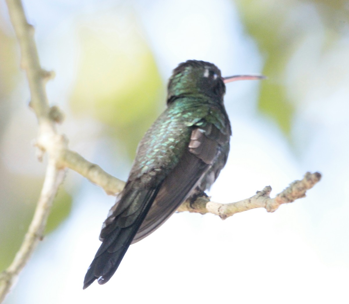 kolibřík kubánský - ML613263551