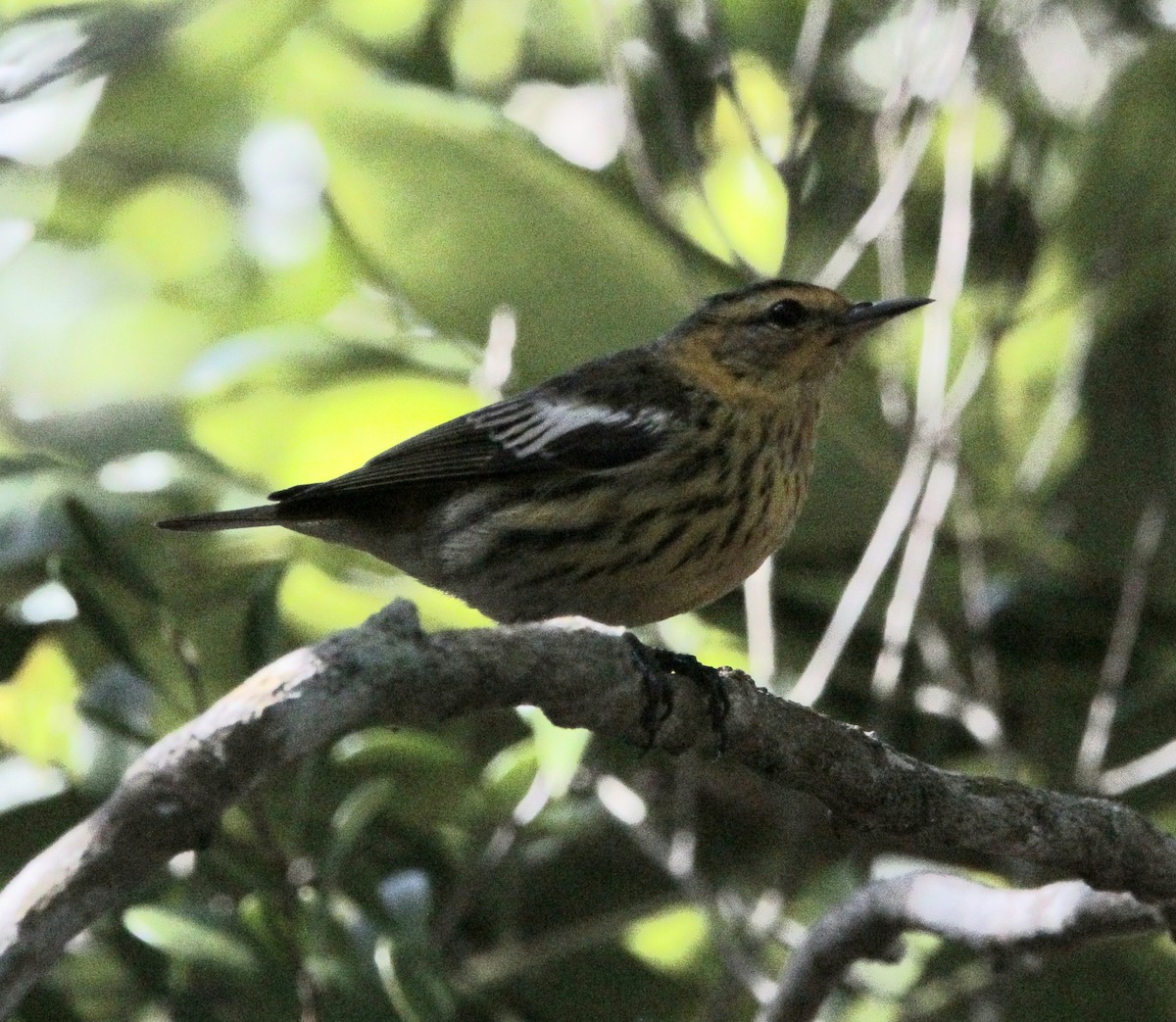 Cape May Warbler - ML613263562