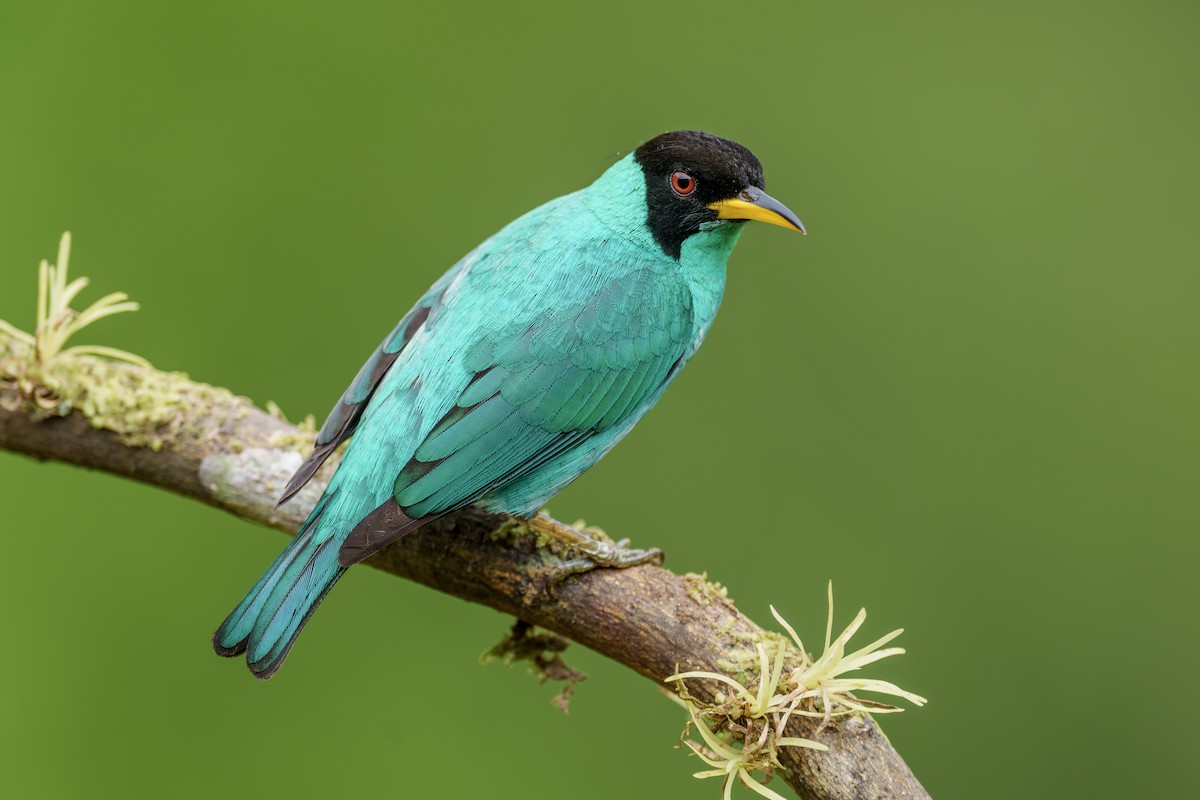 Mielerito Verde - ML613263566