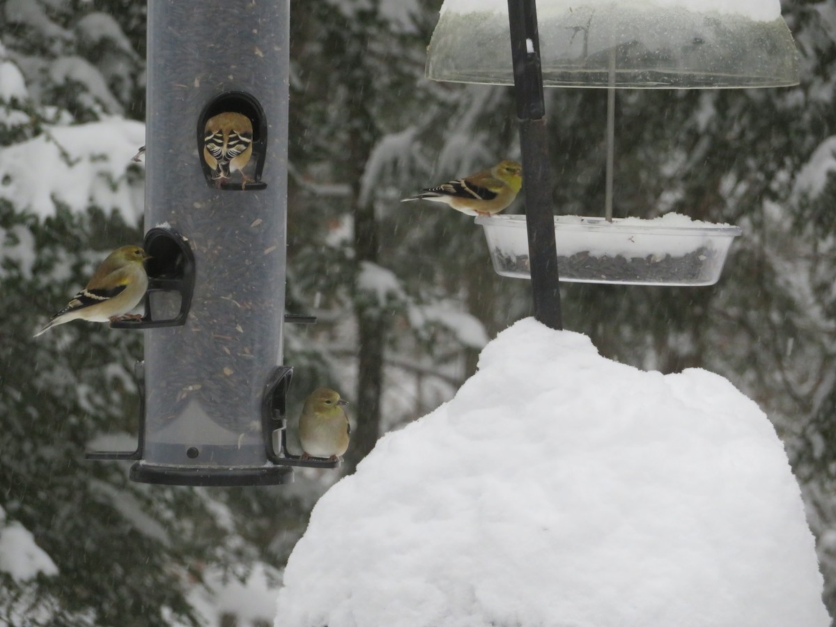 Jilguero Yanqui - ML613263581