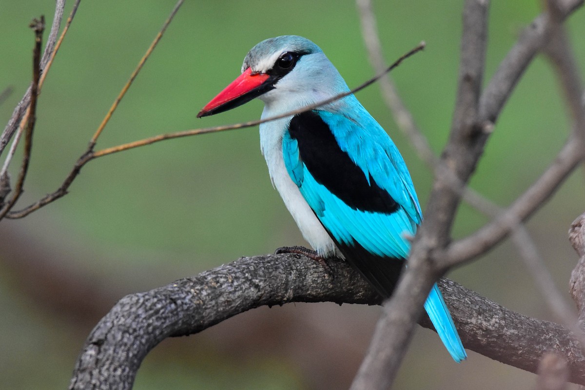 Woodland Kingfisher - ML613263583