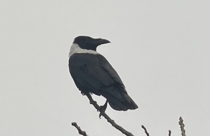 Collared Crow - ML613263590