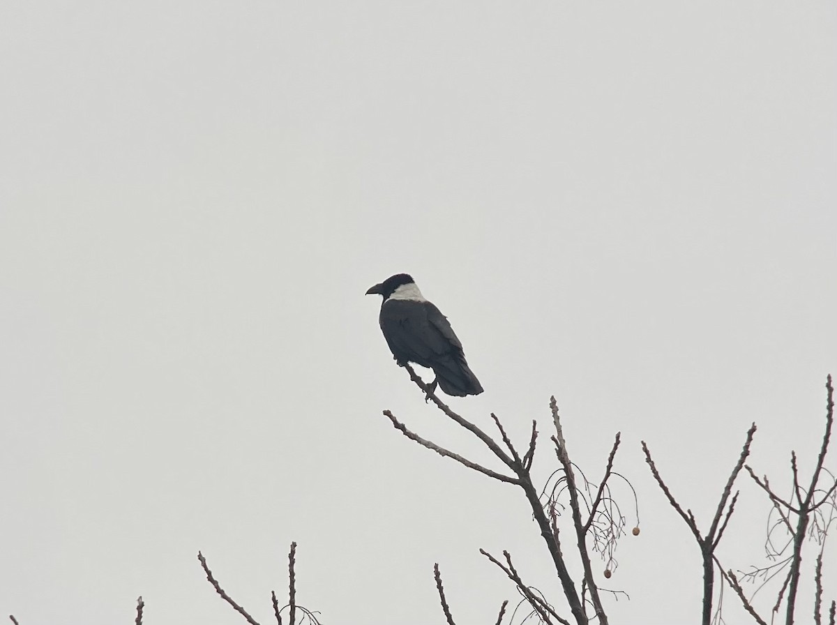 Collared Crow - ML613263591