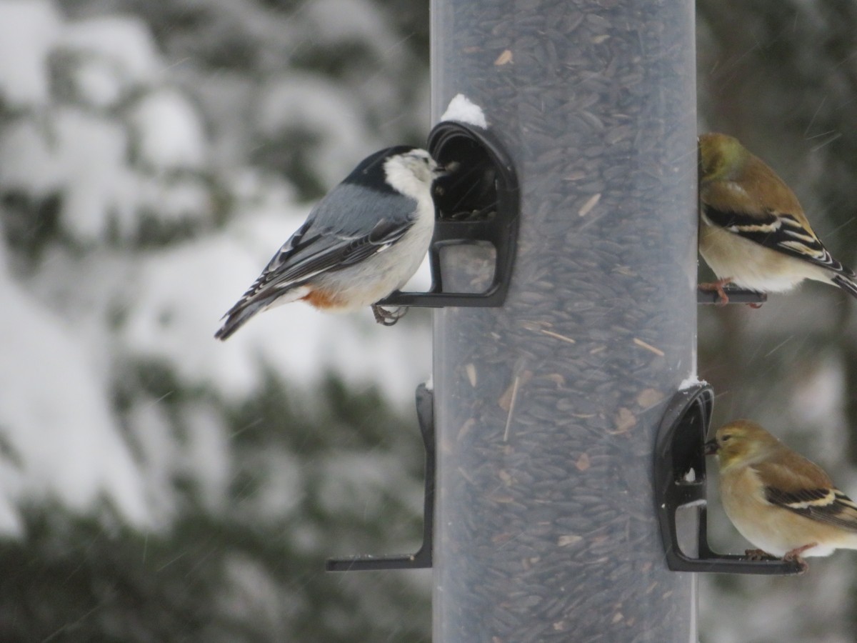 Trepador Pechiblanco - ML613263593