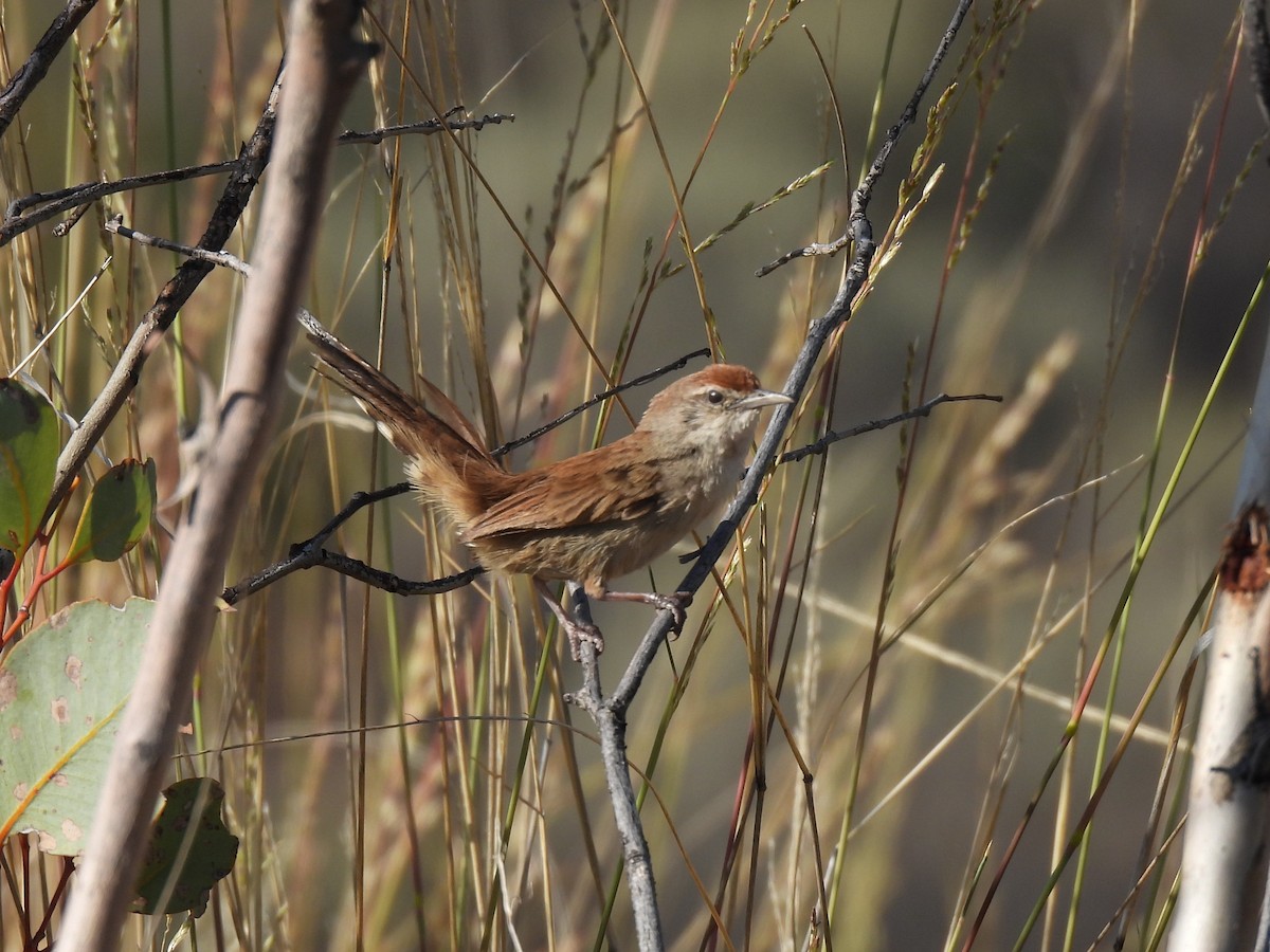 Spinifex-Schilfsänger - ML613263627