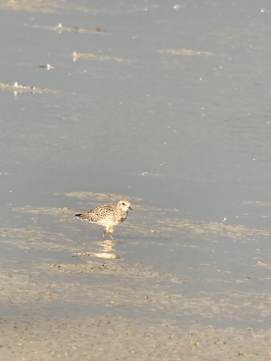 Black-bellied Plover - ML613263643