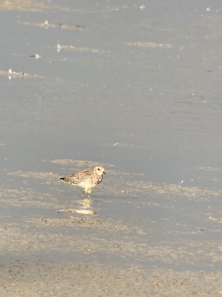 Black-bellied Plover - ML613263644