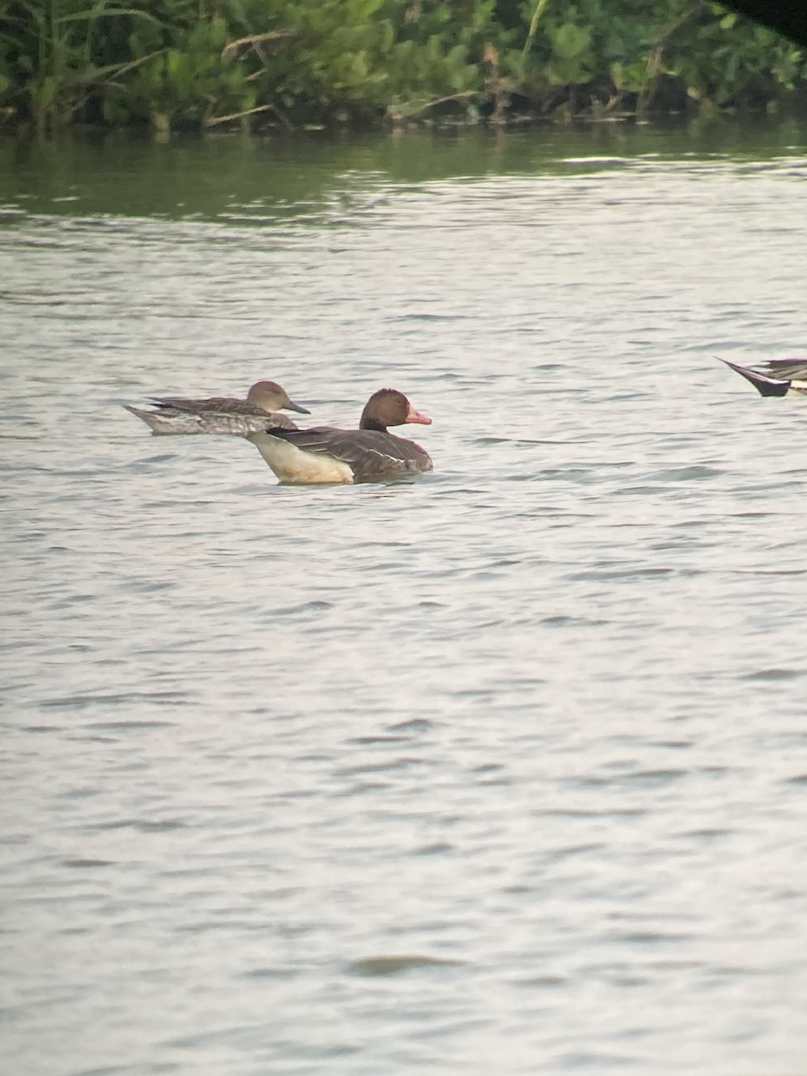 Greater White-fronted Goose - Dylan Thomas