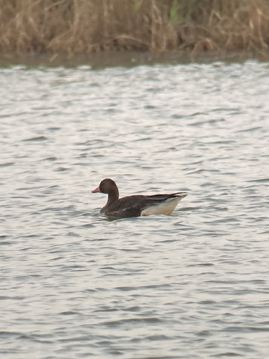 Greater White-fronted Goose - ML613263651