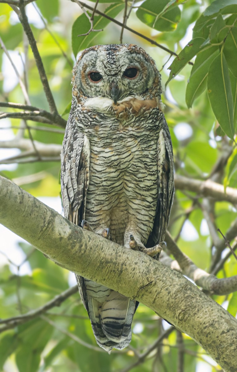 eBird Checklist - 10 Sep 2023 - Matha Forest, Purulia, West Bengal - 1 ...