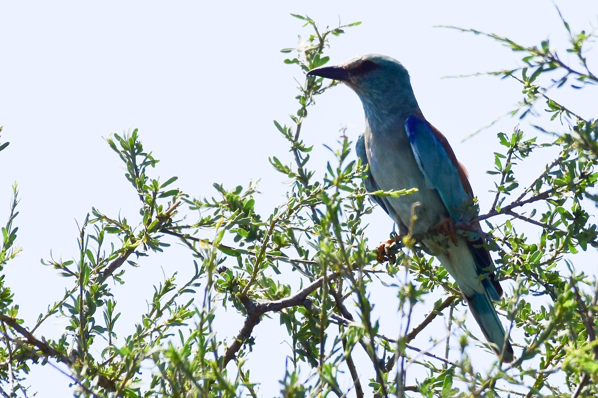 European Roller - ML613263731