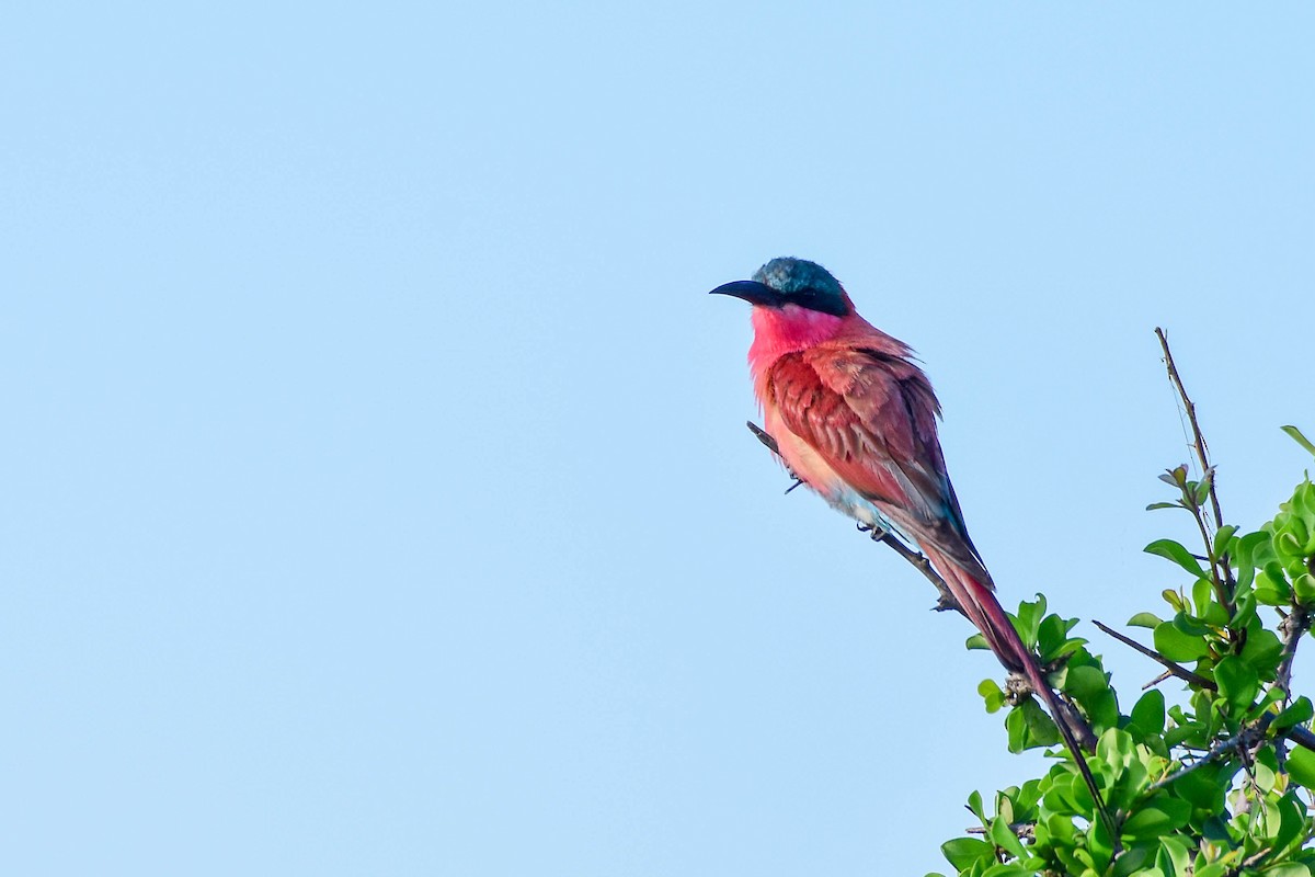 Southern Carmine Bee-eater - ML613263736