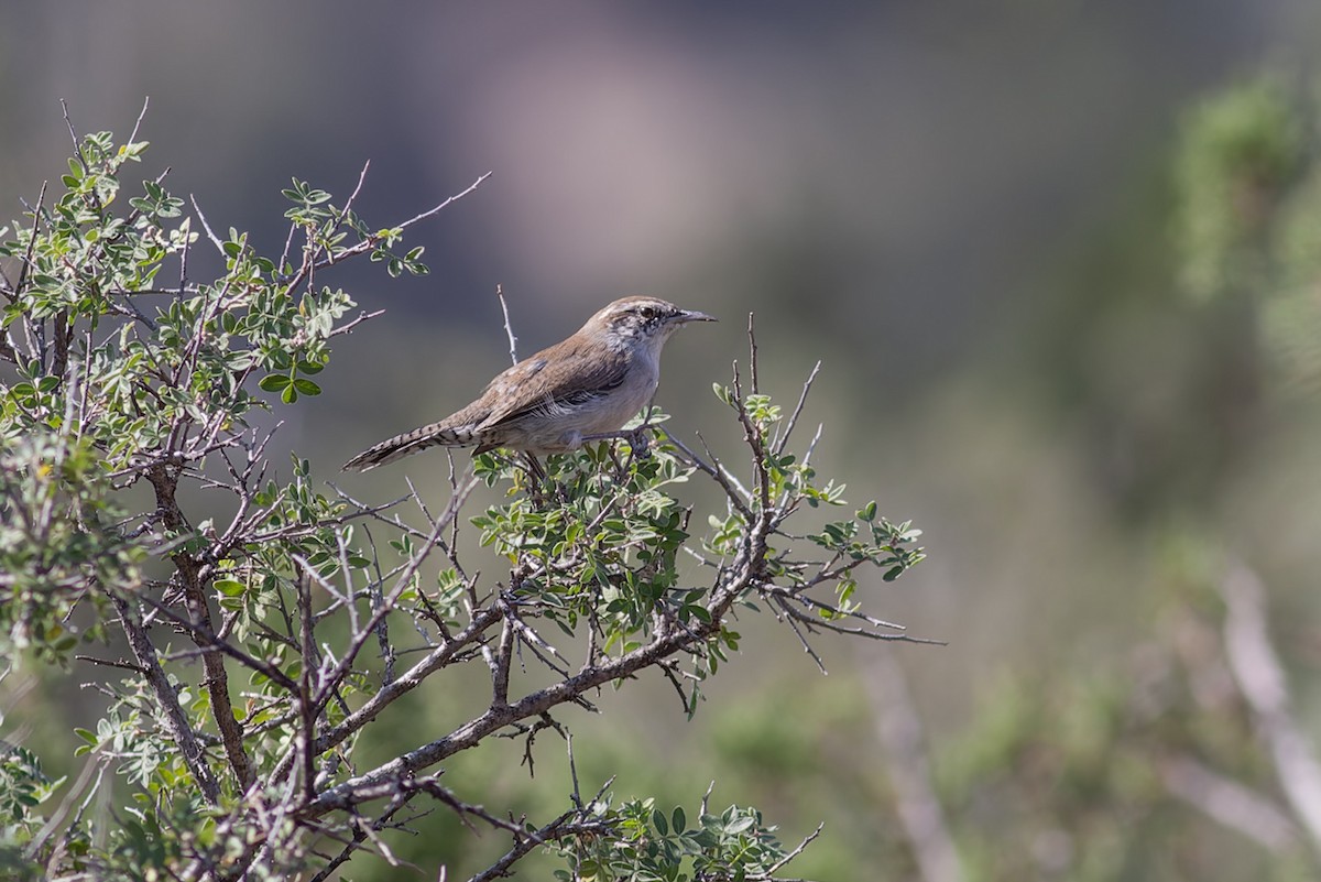 Bewick's Wren - ML613263746