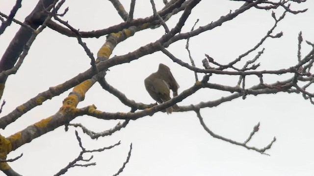 Hepatic Tanager (Northern) - ML613263757