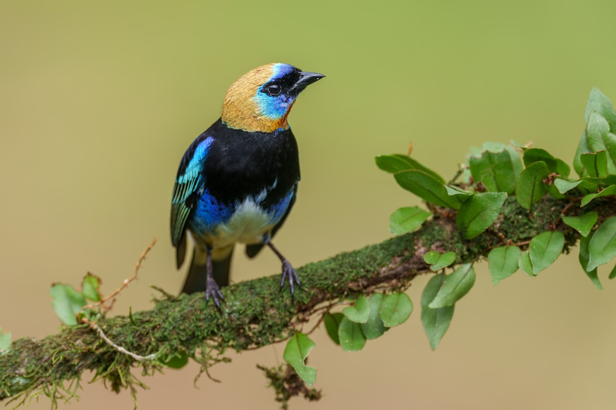 Golden-hooded Tanager - ML613263767