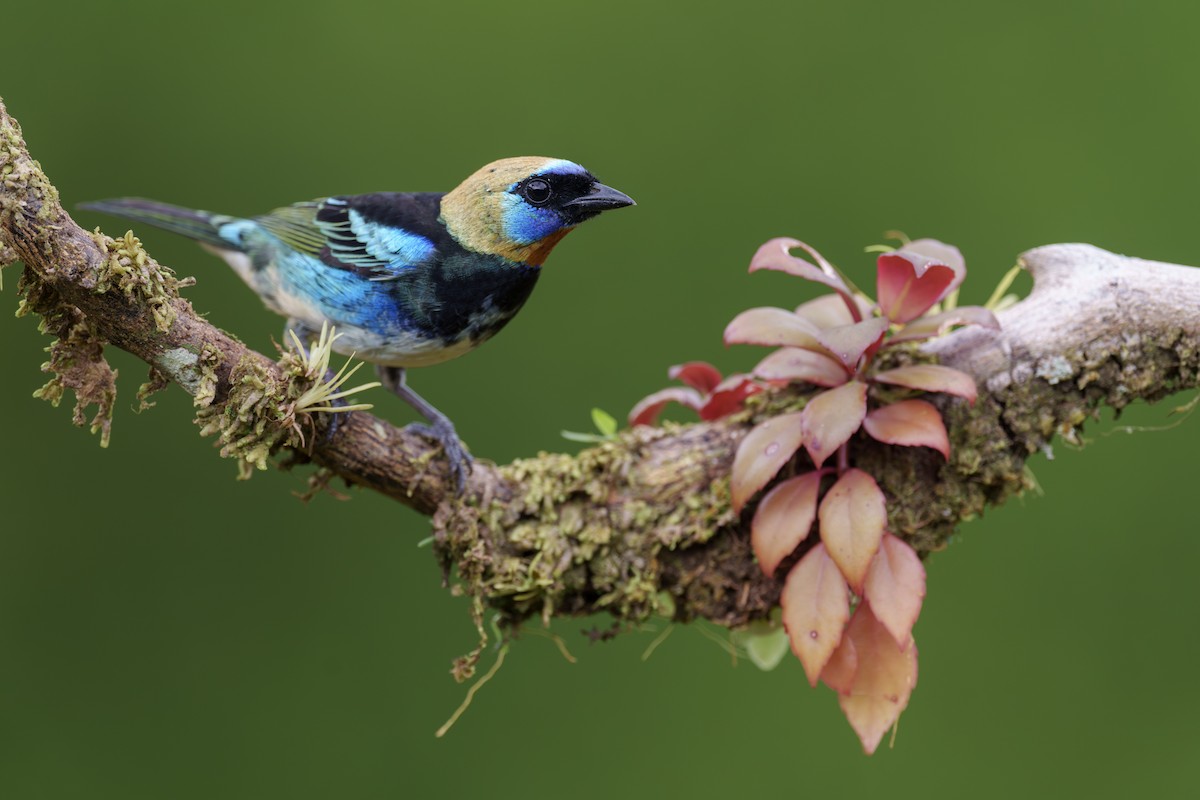 Golden-hooded Tanager - ML613263768