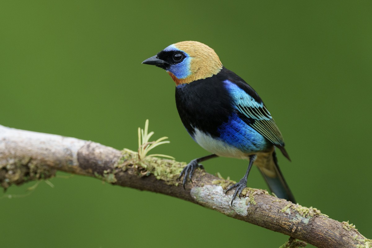 Golden-hooded Tanager - ML613263769