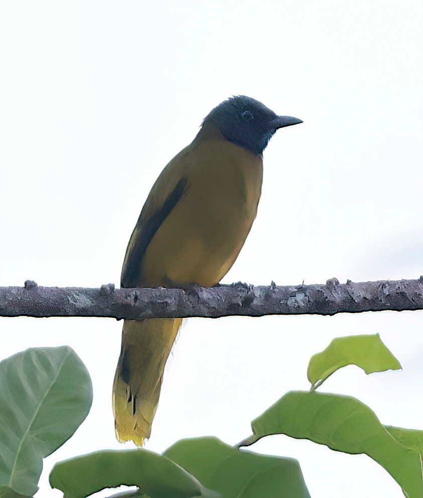 Black-headed Bulbul - ML613263791