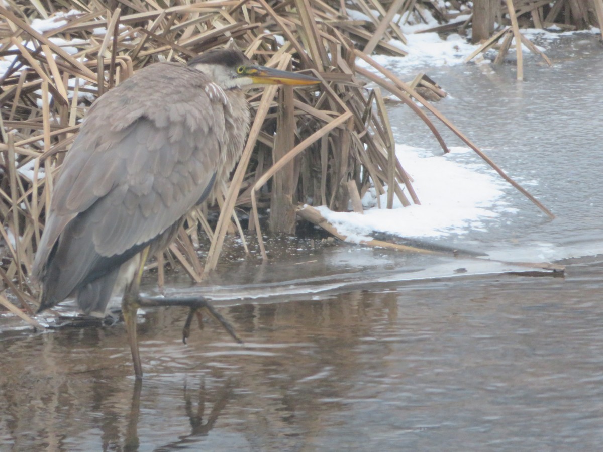 Great Blue Heron - ML613263796