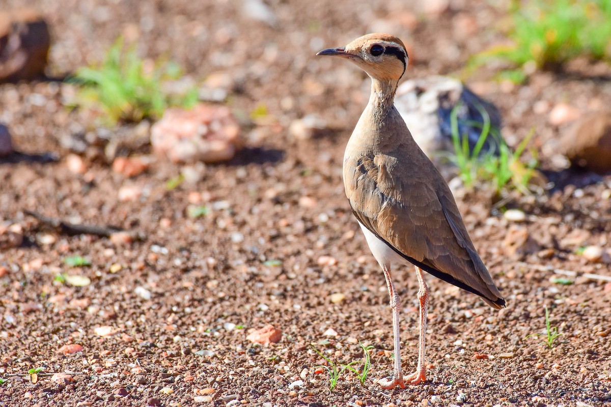 Temminck's Courser - ML613263863