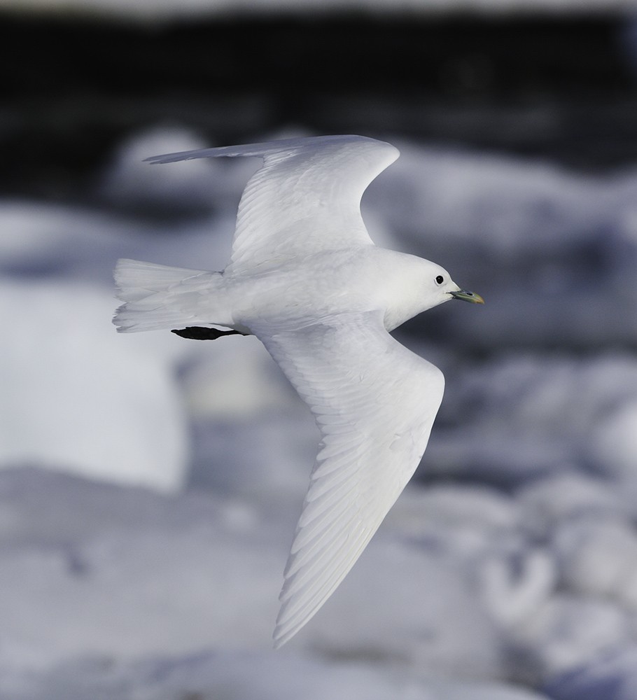 Ivory Gull - ML613263883