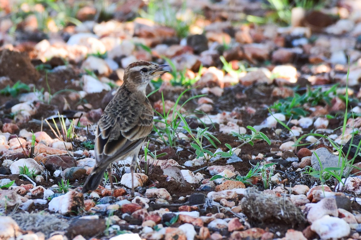 Red-capped Lark - ML613263884