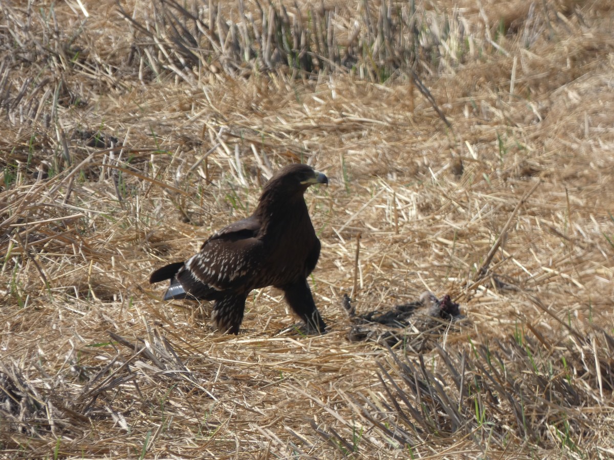 Greater Spotted Eagle - ML613263893