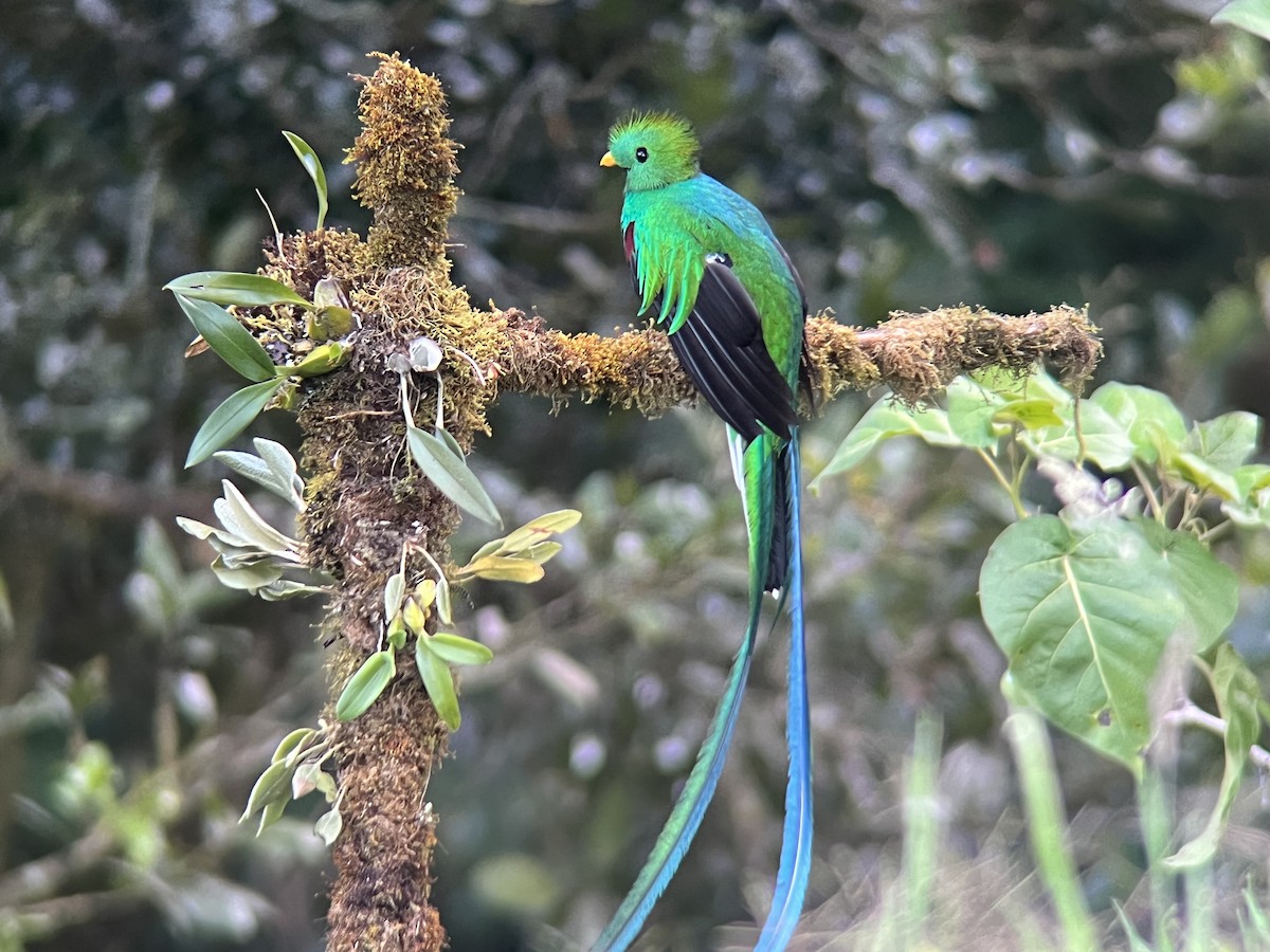 Quetzal (costaricensis) - ML613263908