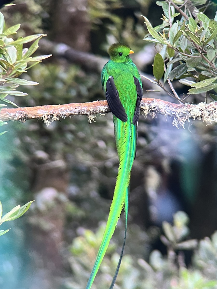 Resplendent Quetzal (Costa Rican) - ML613263909