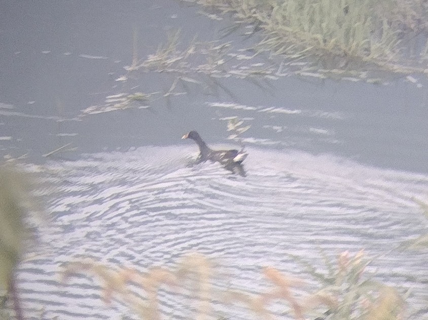 Gallinule poule-d'eau - ML613263914