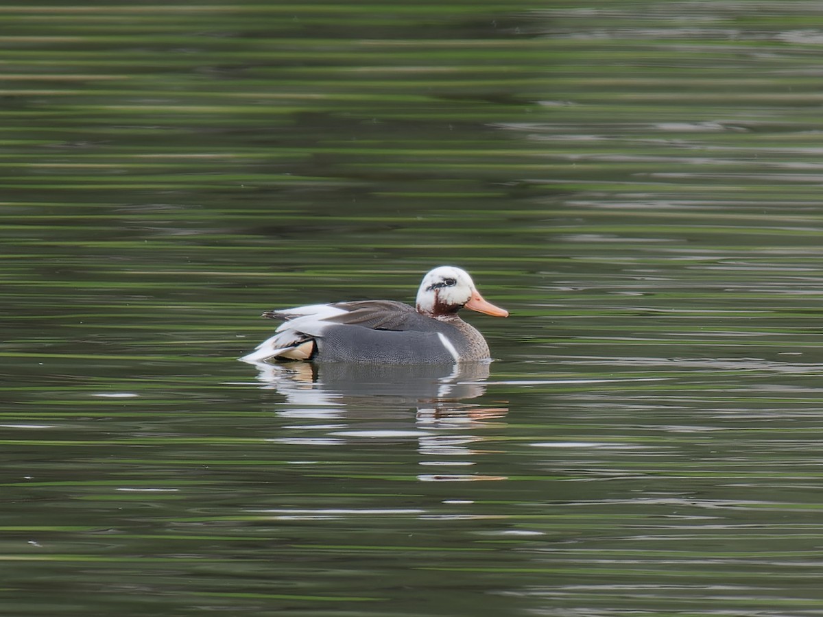 Green-winged Teal - ML613263954