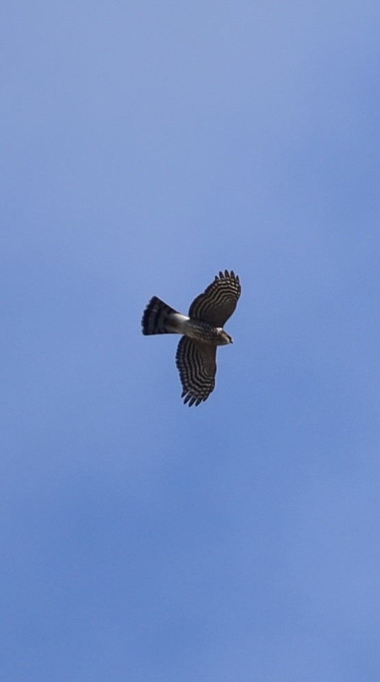 Sharp-shinned Hawk - ML613264001