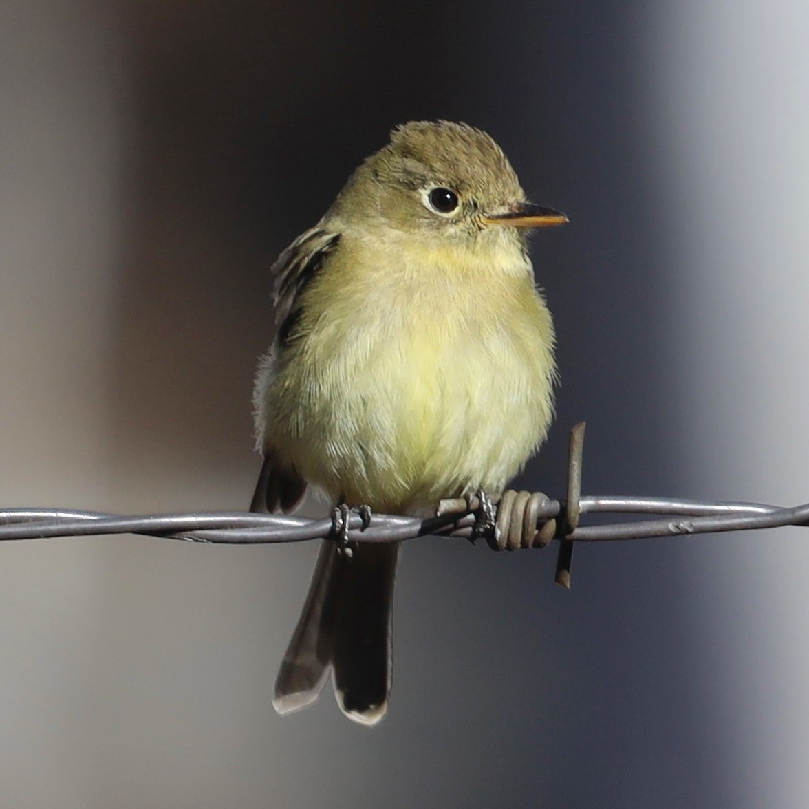 Western Flycatcher - ML613264005