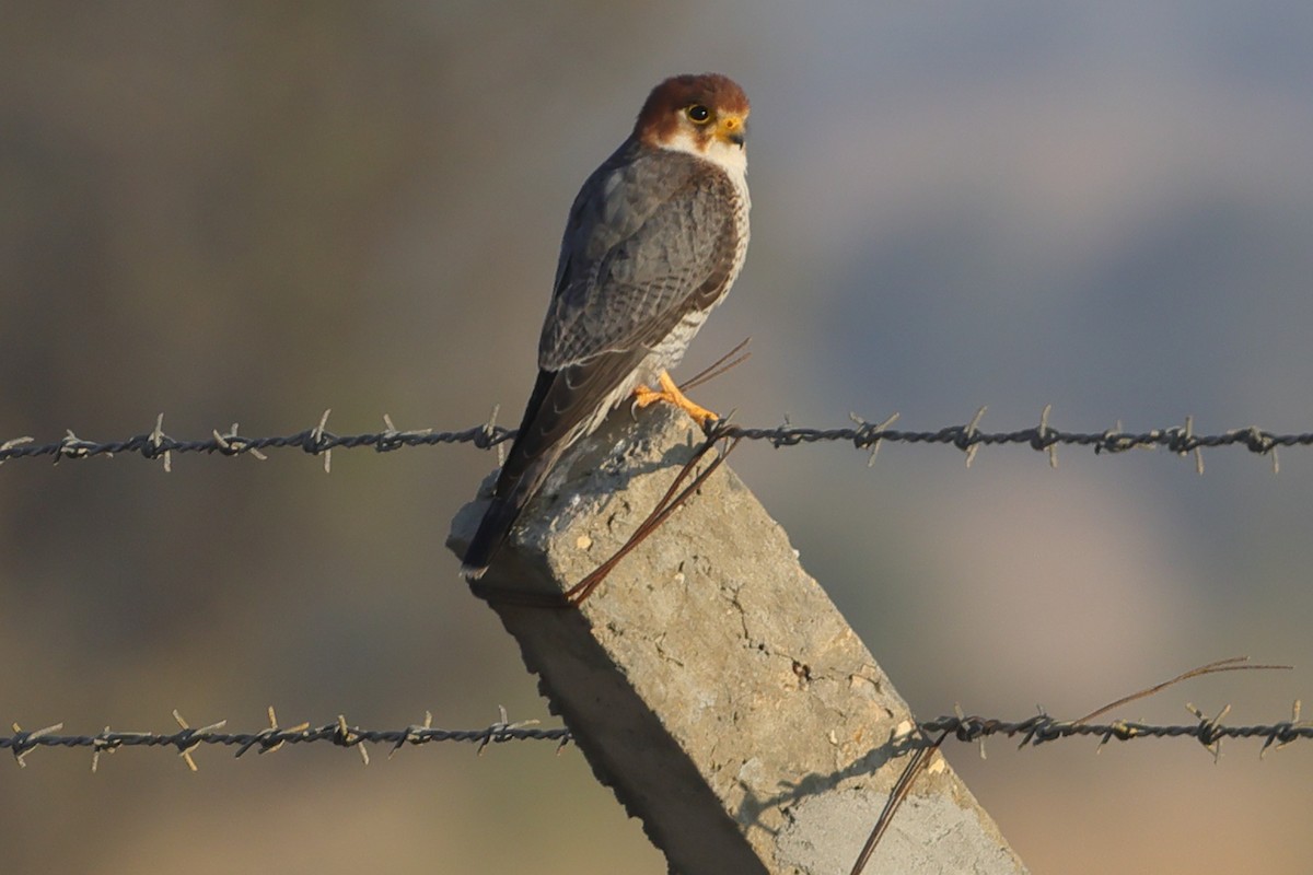 Red-necked Falcon - ML613264027