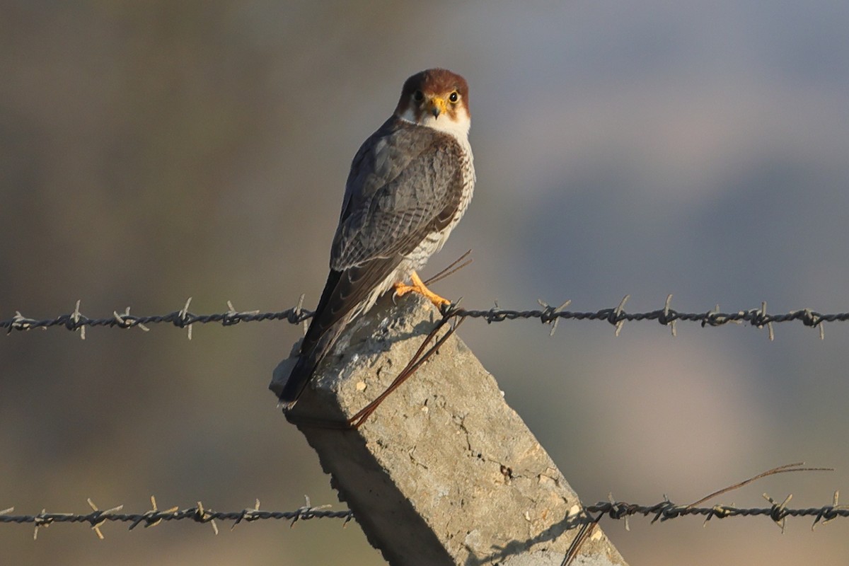 Red-necked Falcon - ML613264028