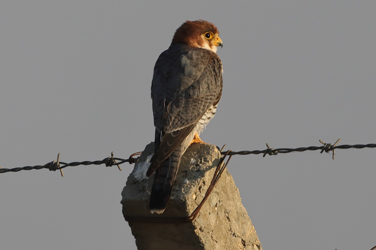 Red-necked Falcon - ML613264032